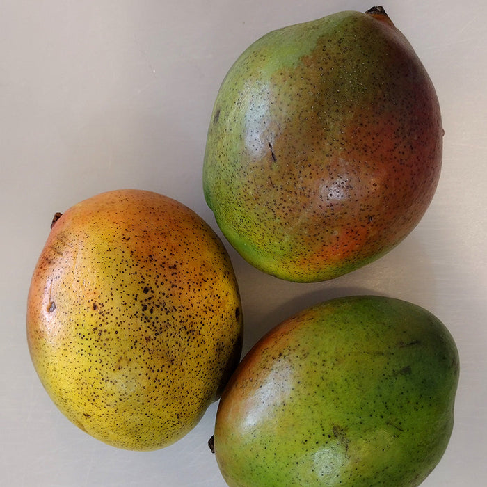 Keitt Mangos (3-Pack)