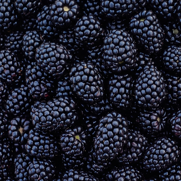 Prime Ark Blackberries (clamshell)