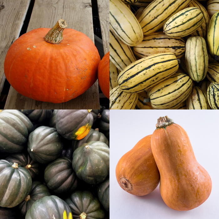 Squash Sampler