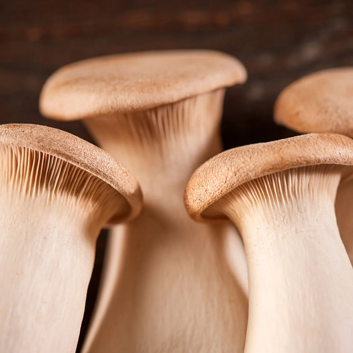 Trumpet Royale Mushrooms (4oz box)