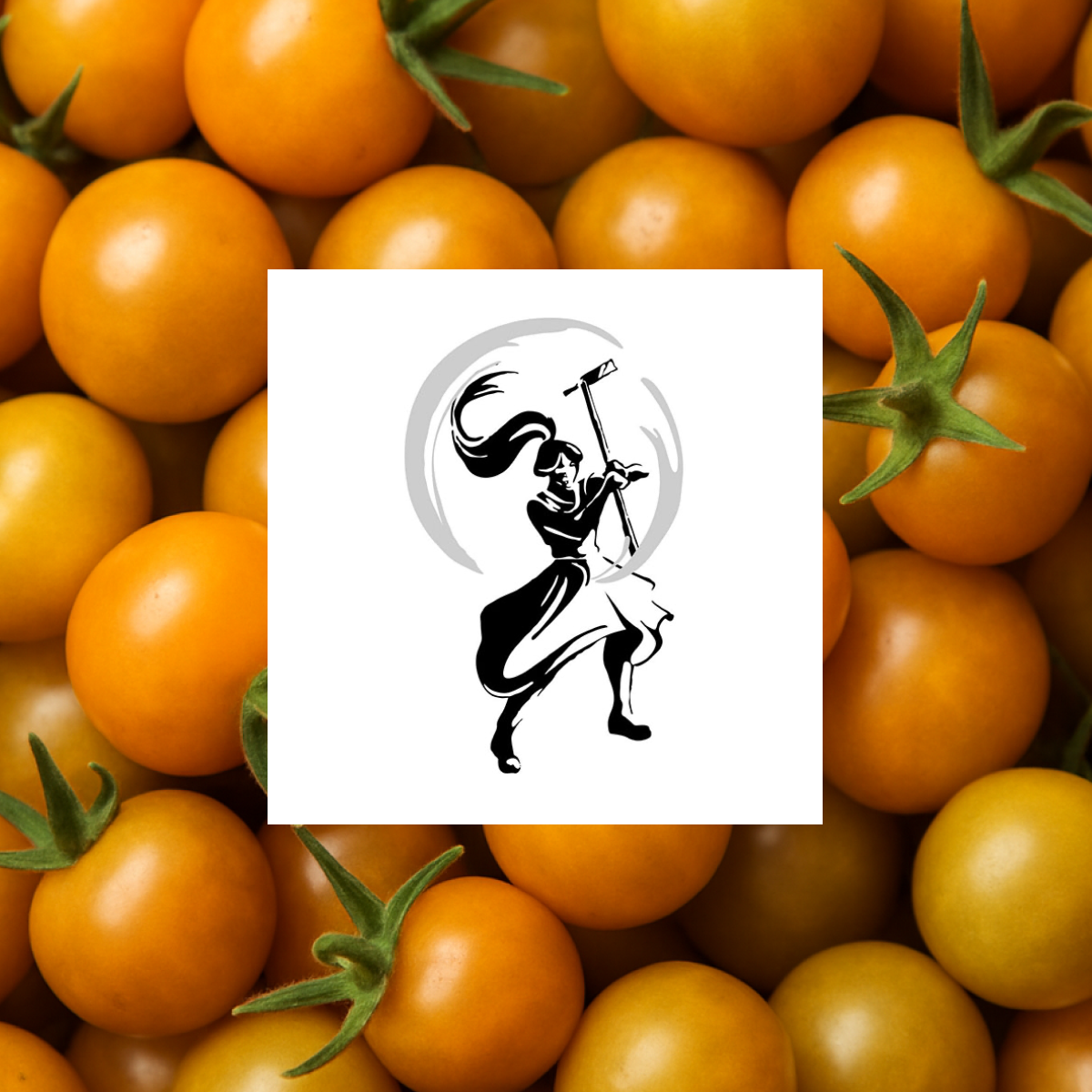 Sungold Cherry Tomatoes