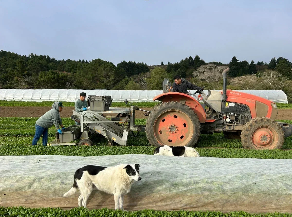 Fifth Crow Farms