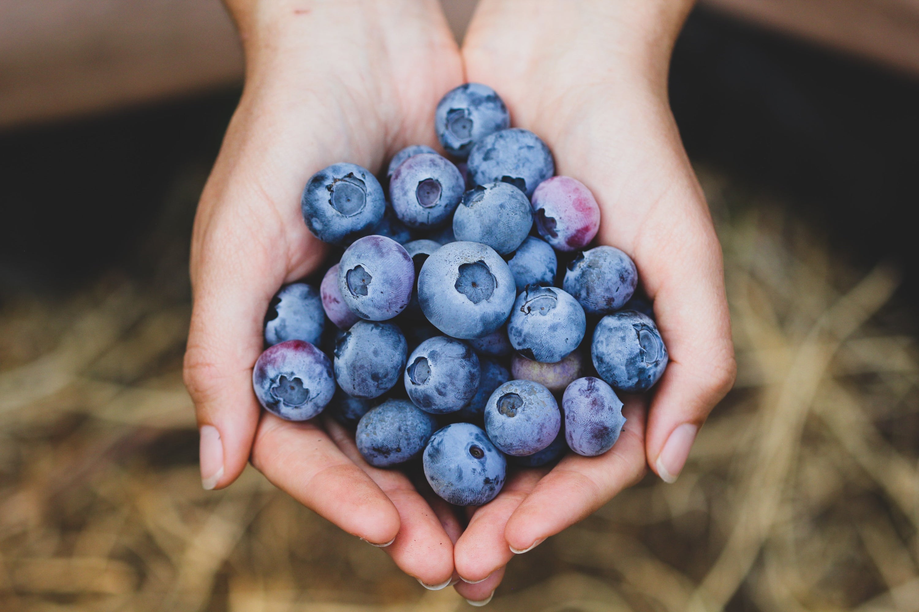 Fresh organic blueberries from Coastal Moon Farm using regenerative agriculture practices for superior flavor and nutrition