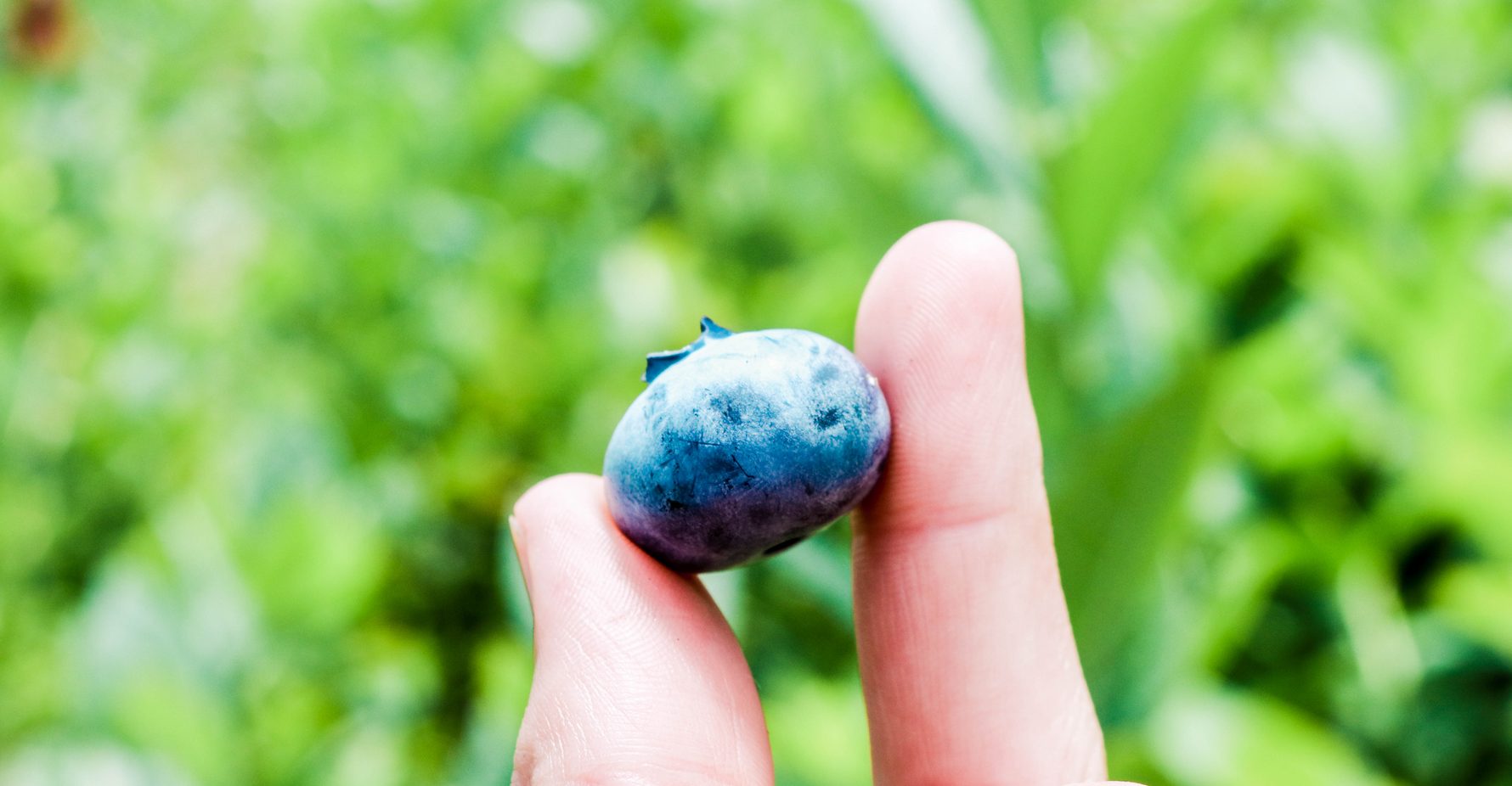 Fresh organic blueberry from Rootstock picked at peak ripeness showing superior quality from regenerative farming practices