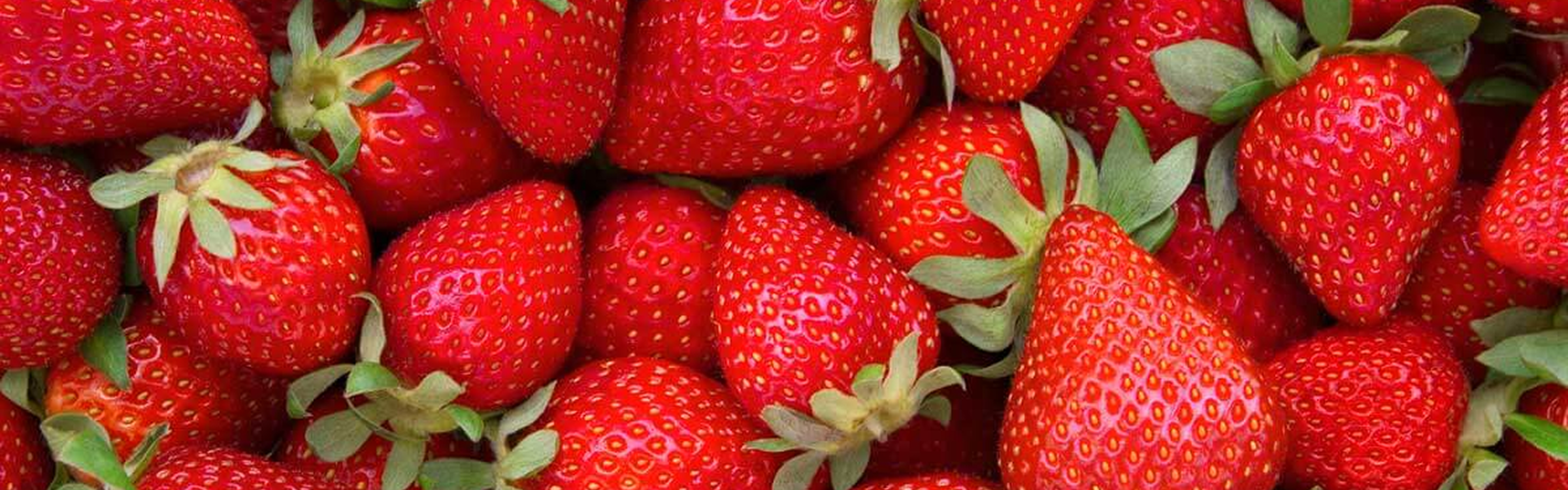 Fresh organic strawberries developed for flavor and disease resistance