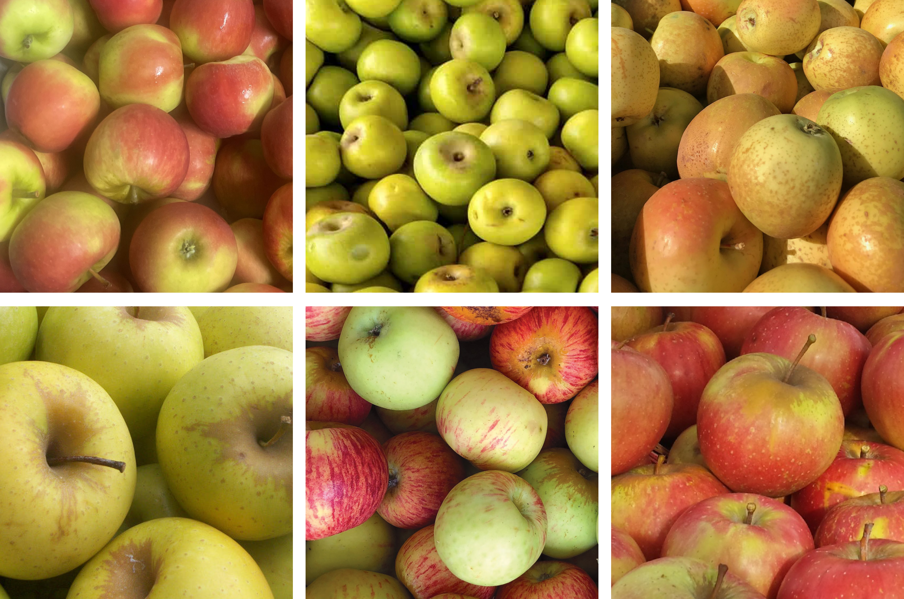 Variety of organic heirloom apples including Pink Pearl Gala and Gravenstein from California organic farms