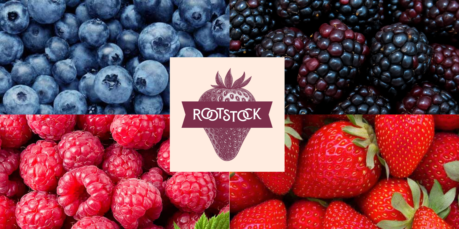 Why Grocery Store Berries Can Let You Down, And Rootstock Berries Are Different