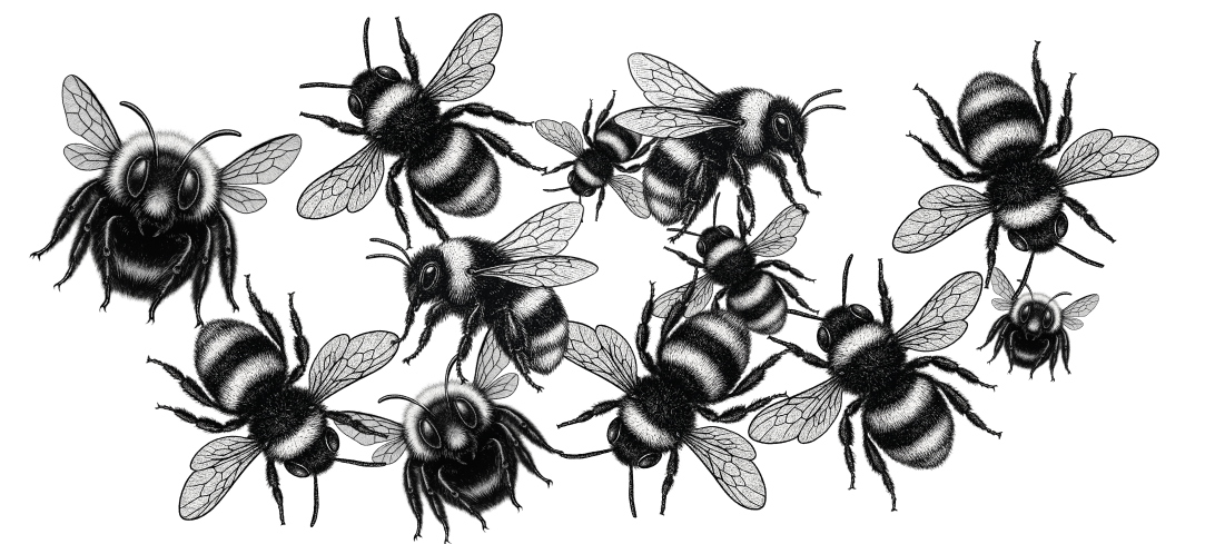 Black and white illustration of a swarm of bees