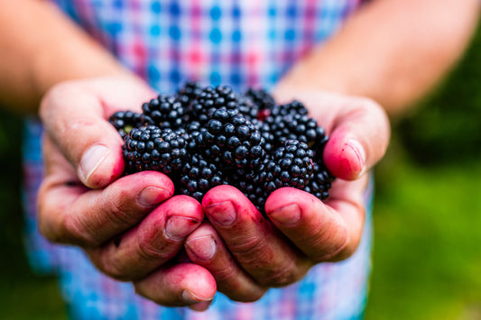 Why are Rootstock berries so damn good?