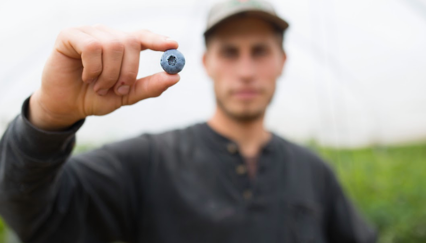 Man holding an organic blueberry