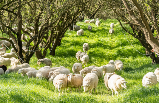 Sheep grazing in organic almond orchard at Burroughs Family Farms practicing regenerative agriculture in San Joaquin Valley California