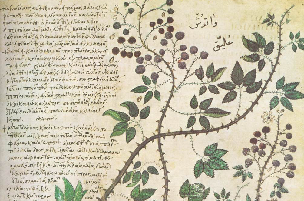 Ancient Juliana Anicia Codex manuscript from 515 AD showing medieval illustration of blackberry plant with medicinal uses