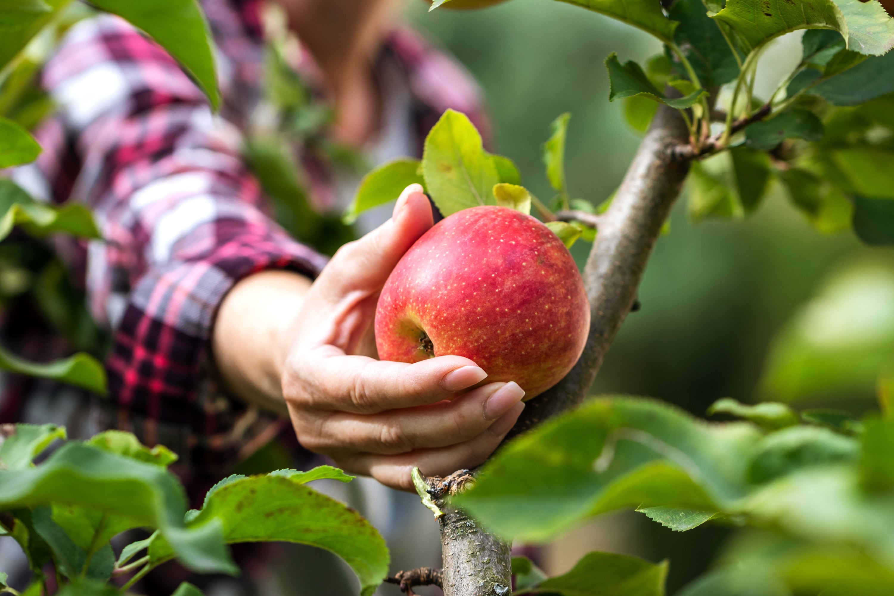 Hand picking a ripe organic apple from a tree