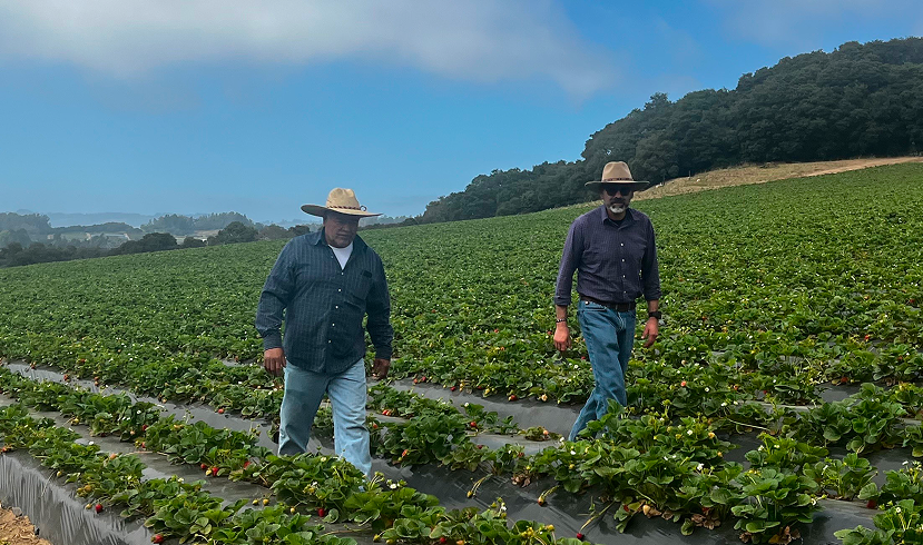 Roberto and Manuel Rodriguez walking through organic strawberry fields at Rodriguez Brothers Ranch in Watsonville California