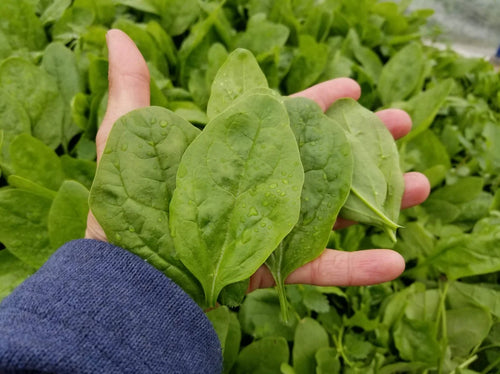 Select Vegetables