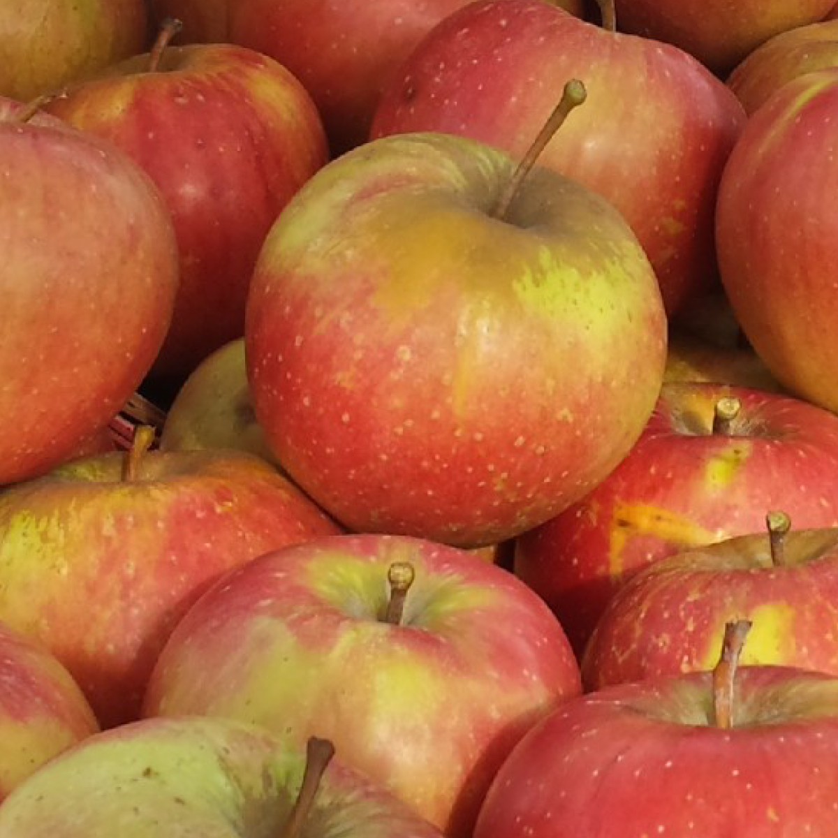 Arlet Apples (1.5lb bag)