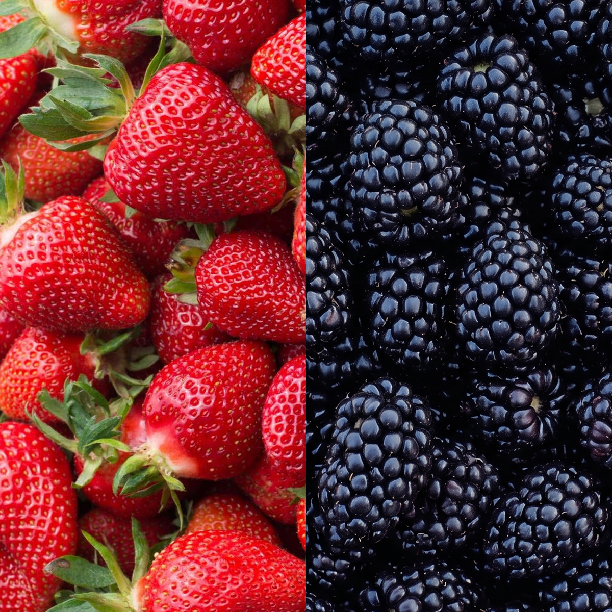 Box of Berries