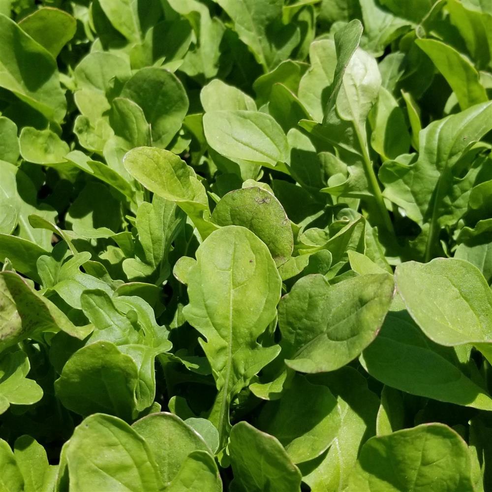 Arugula