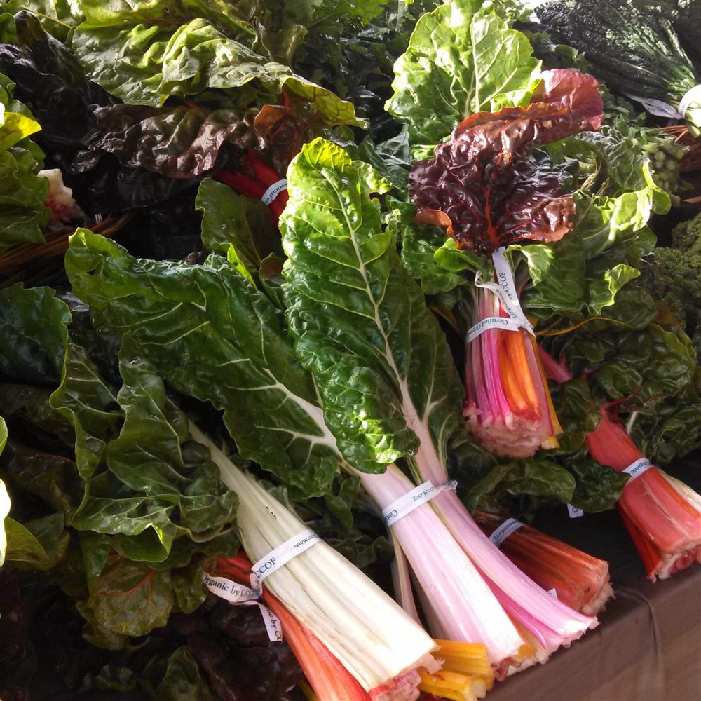 Rainbow Chard (bunched)