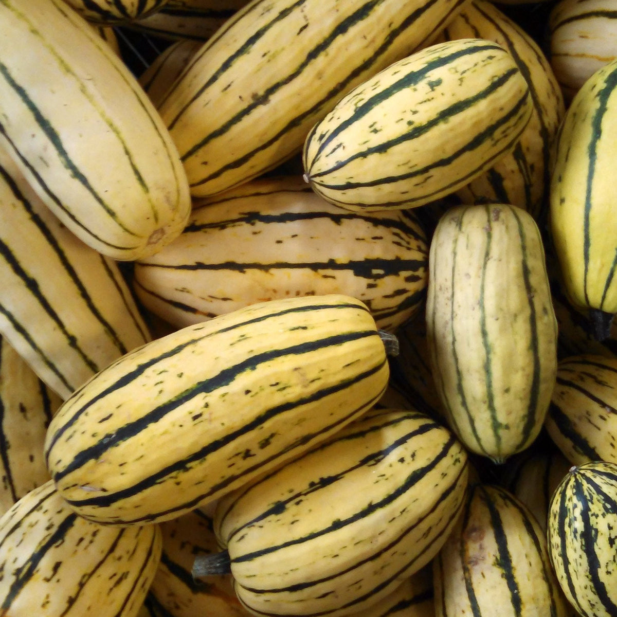 Delicata Squash (2-Pack)