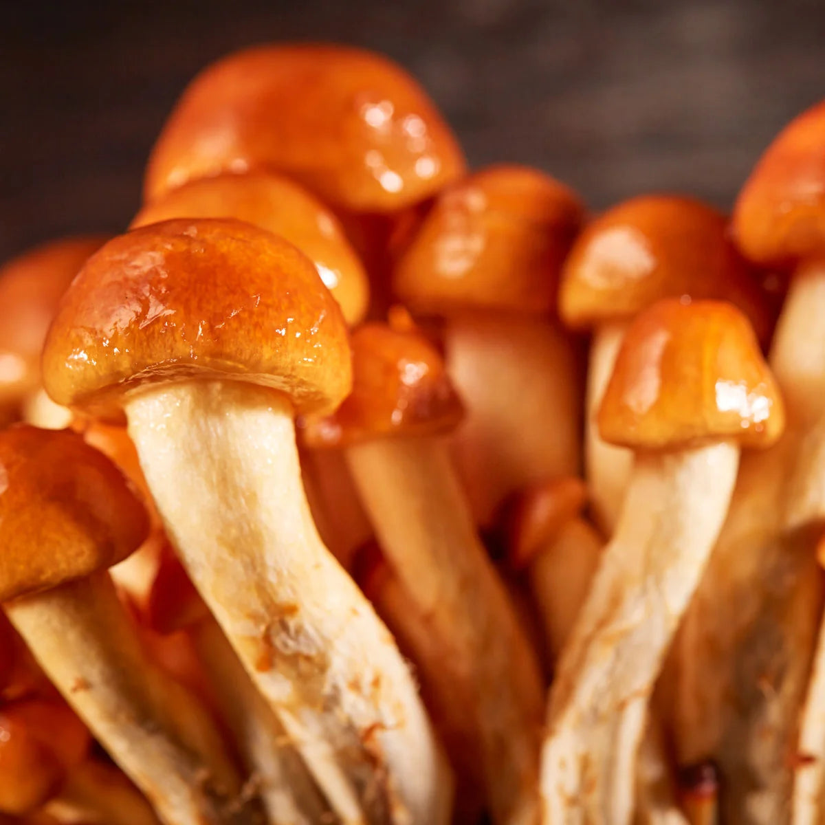 Forest Nameko Mushrooms (4oz box)