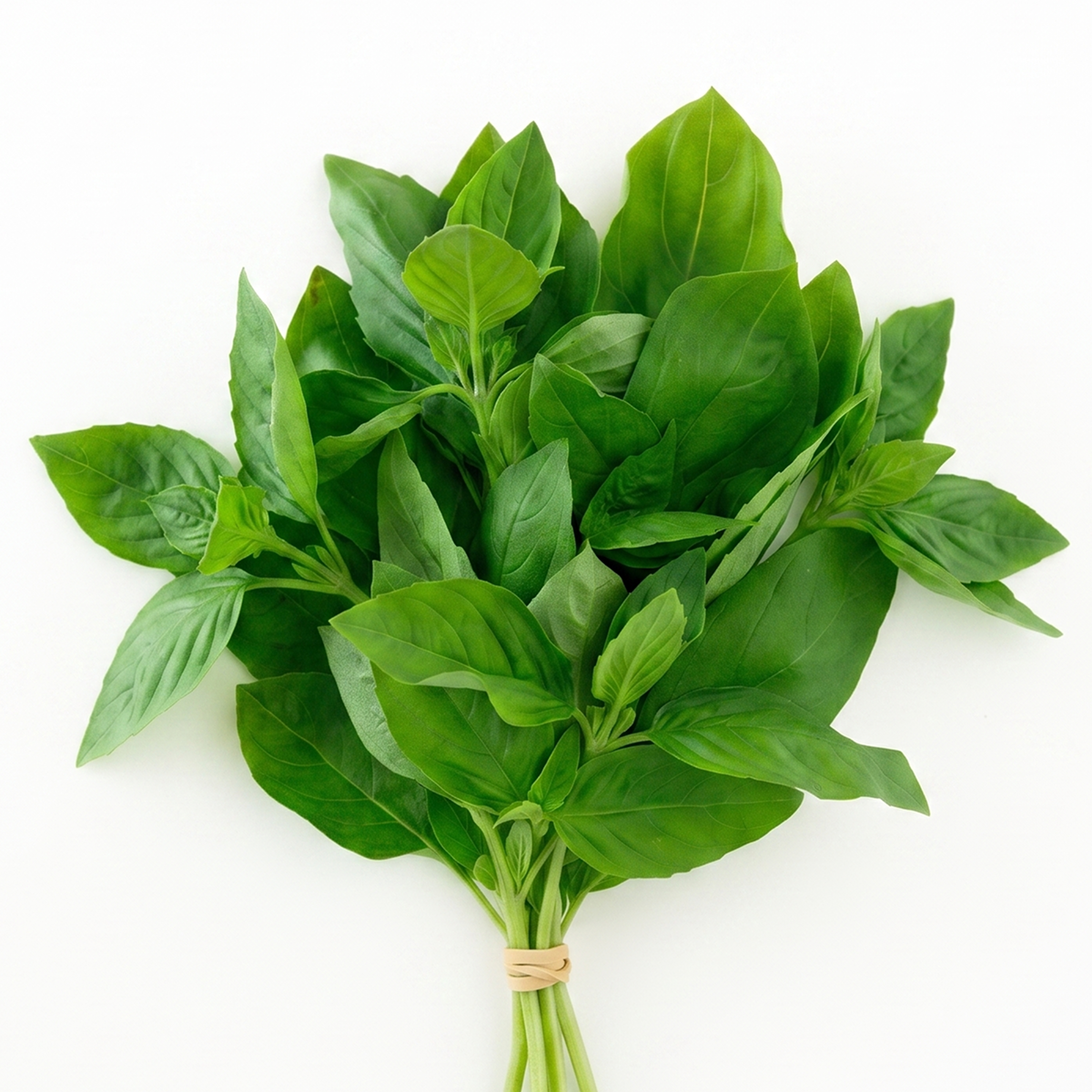 Fresh Basil