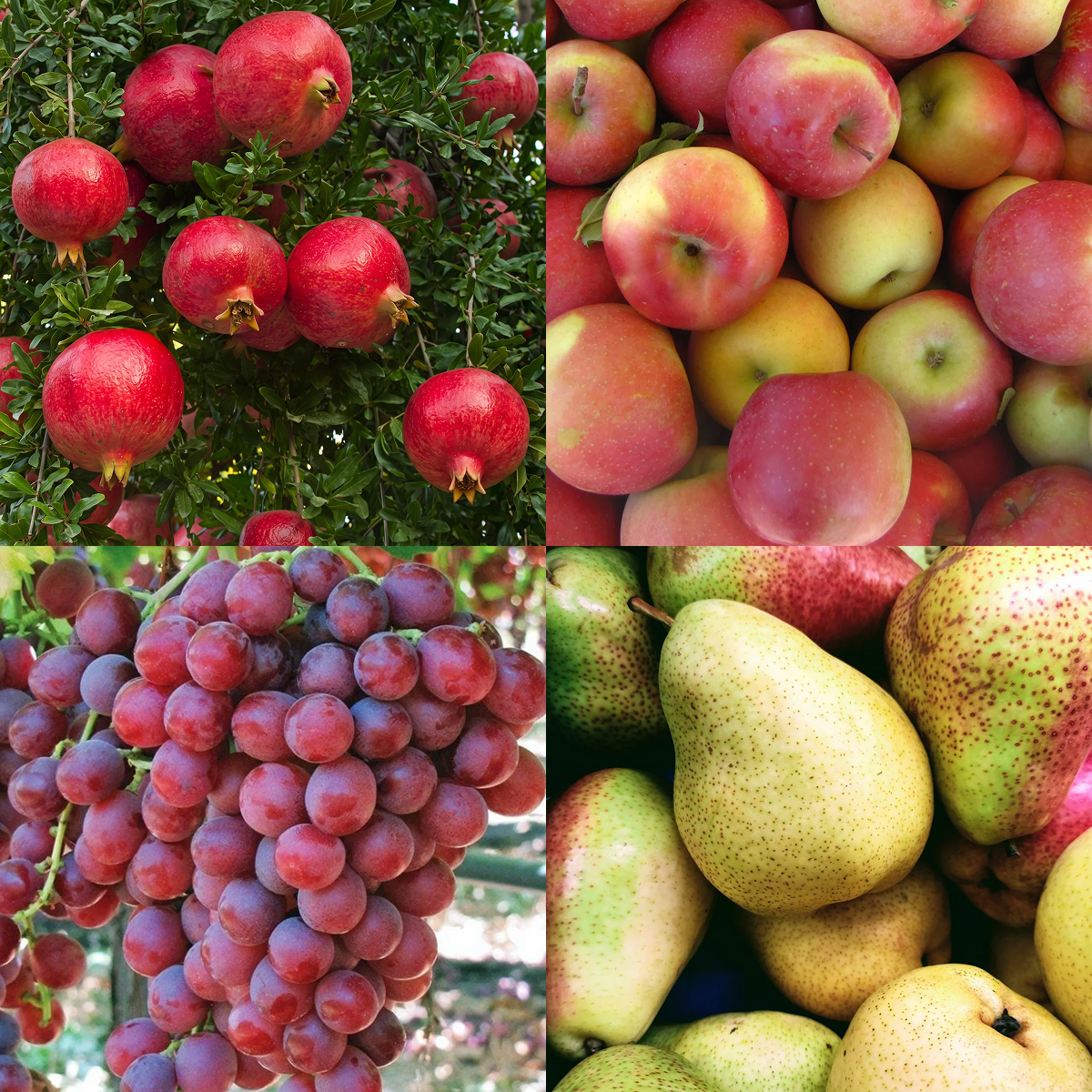 Fruits of Fall