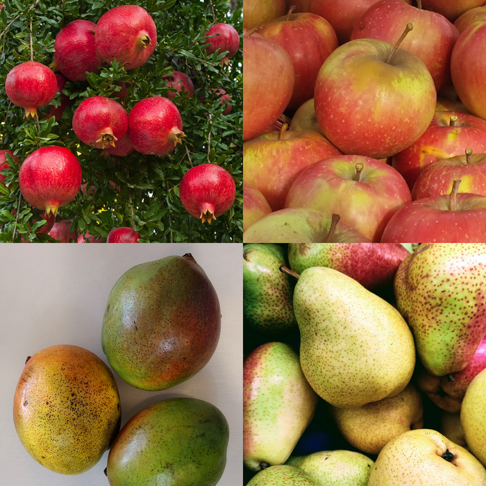 Fruits of Fall