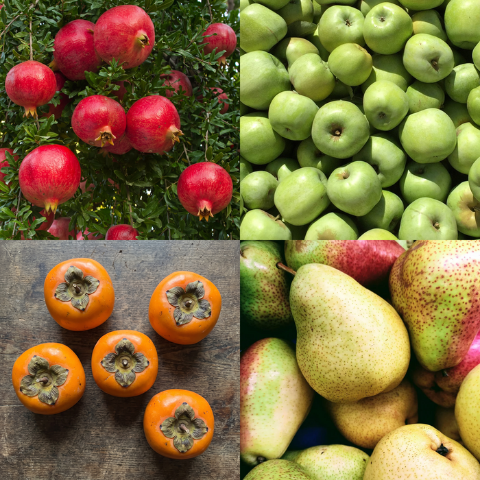 Fruits of Fall
