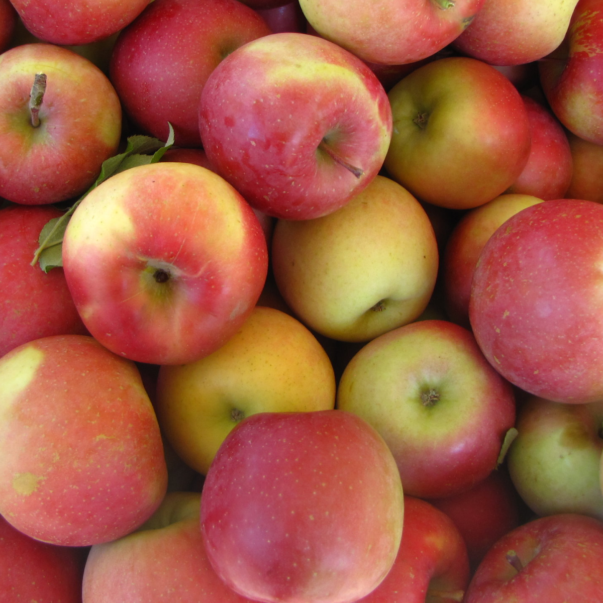 Fuji Apples (3lb bag)