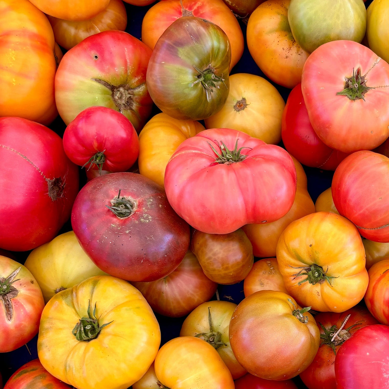 Heirloom Tomatoes (clamshell)