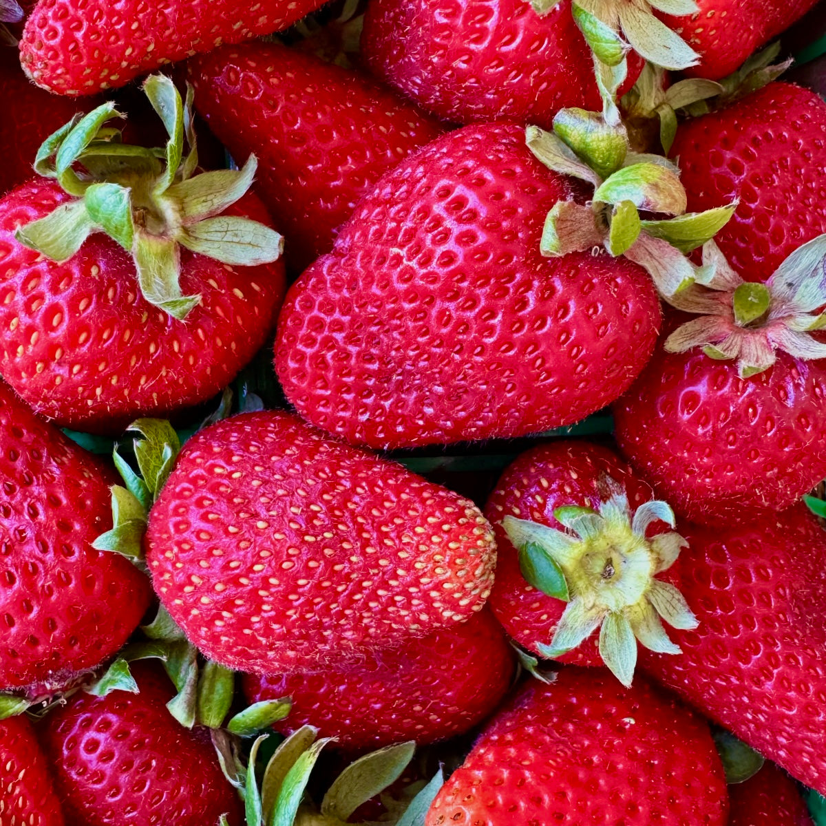 Albion Strawberries (half flat, 6-pint)