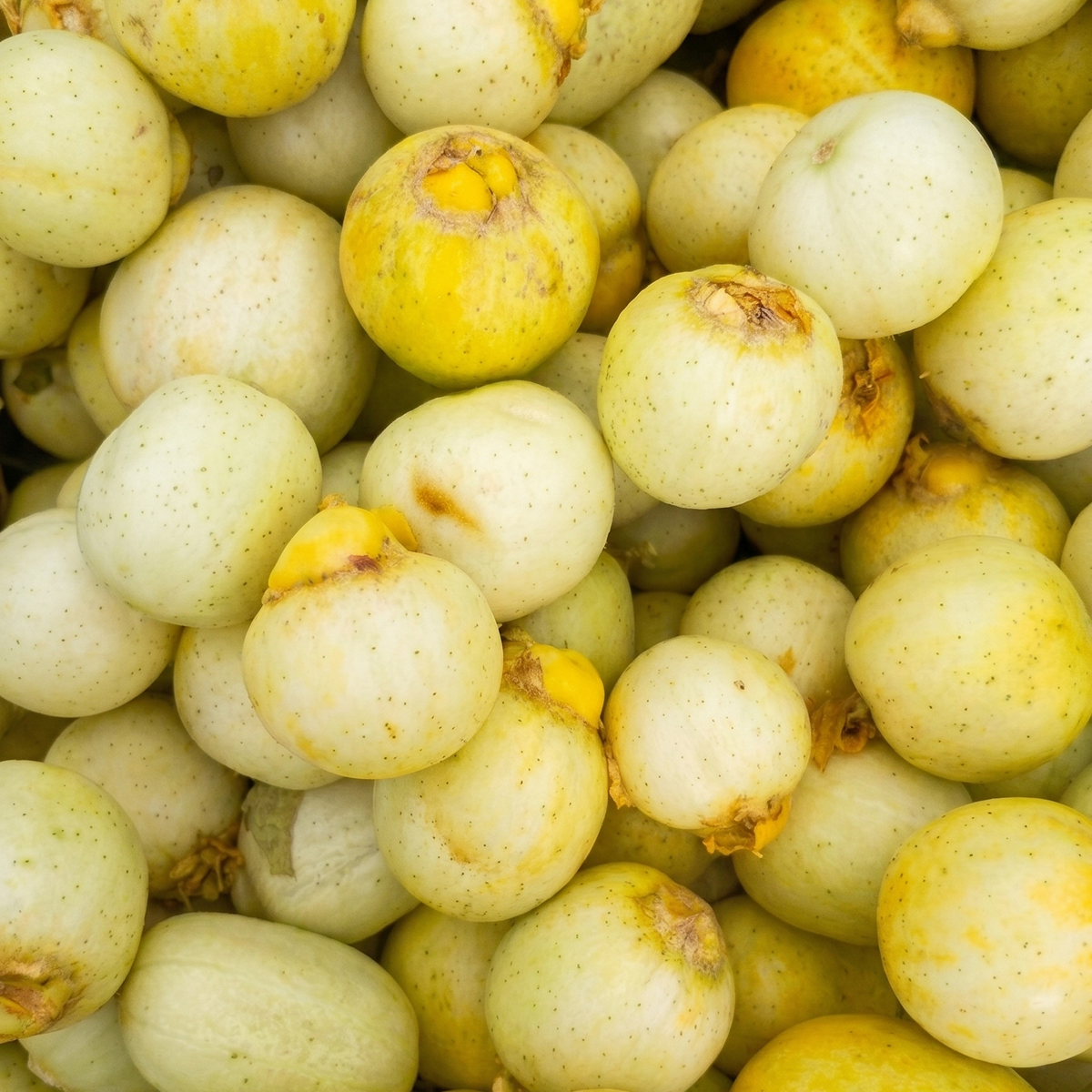 Lemon Cucumbers (clamshell)