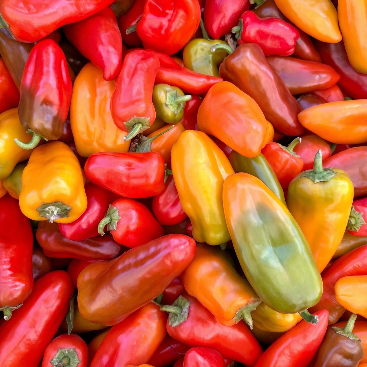 Lunchbox Peppers (clamshell)