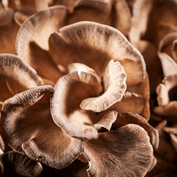 Maitake Frondosa Mushrooms (8oz box)