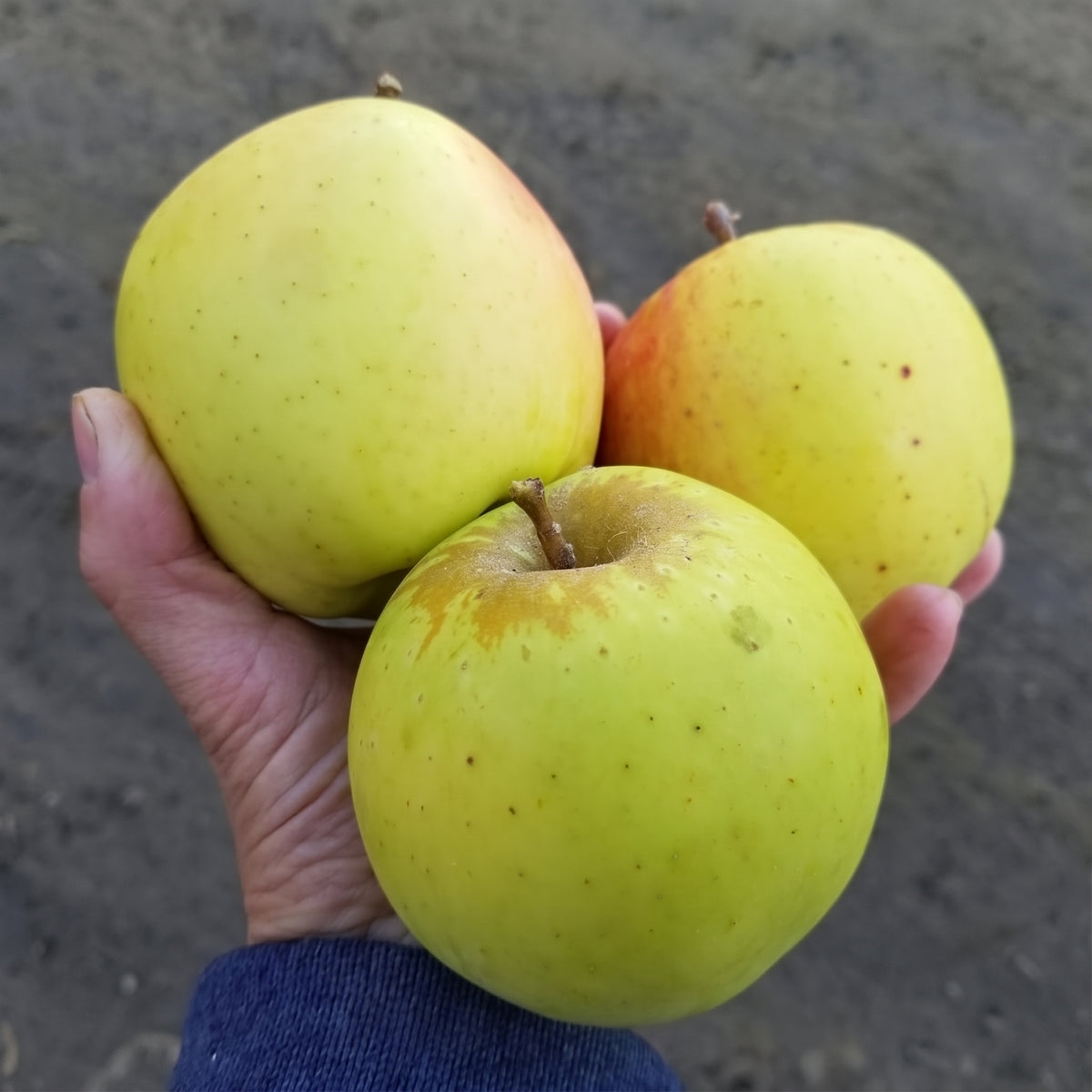 Mutsu Apples (2lb bag)
