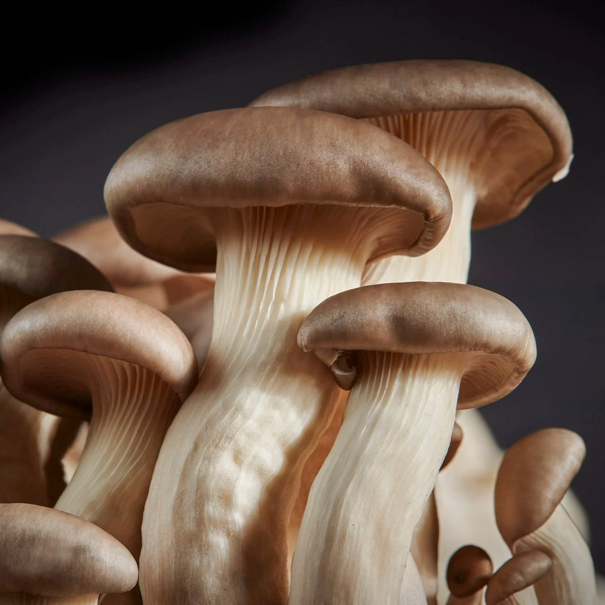 Grey Oyster Mushrooms (4oz box)