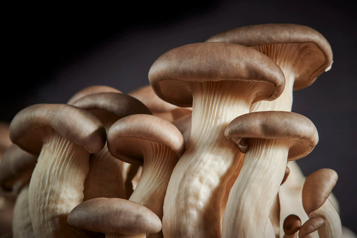 Grey Oyster Mushrooms (4oz box)
