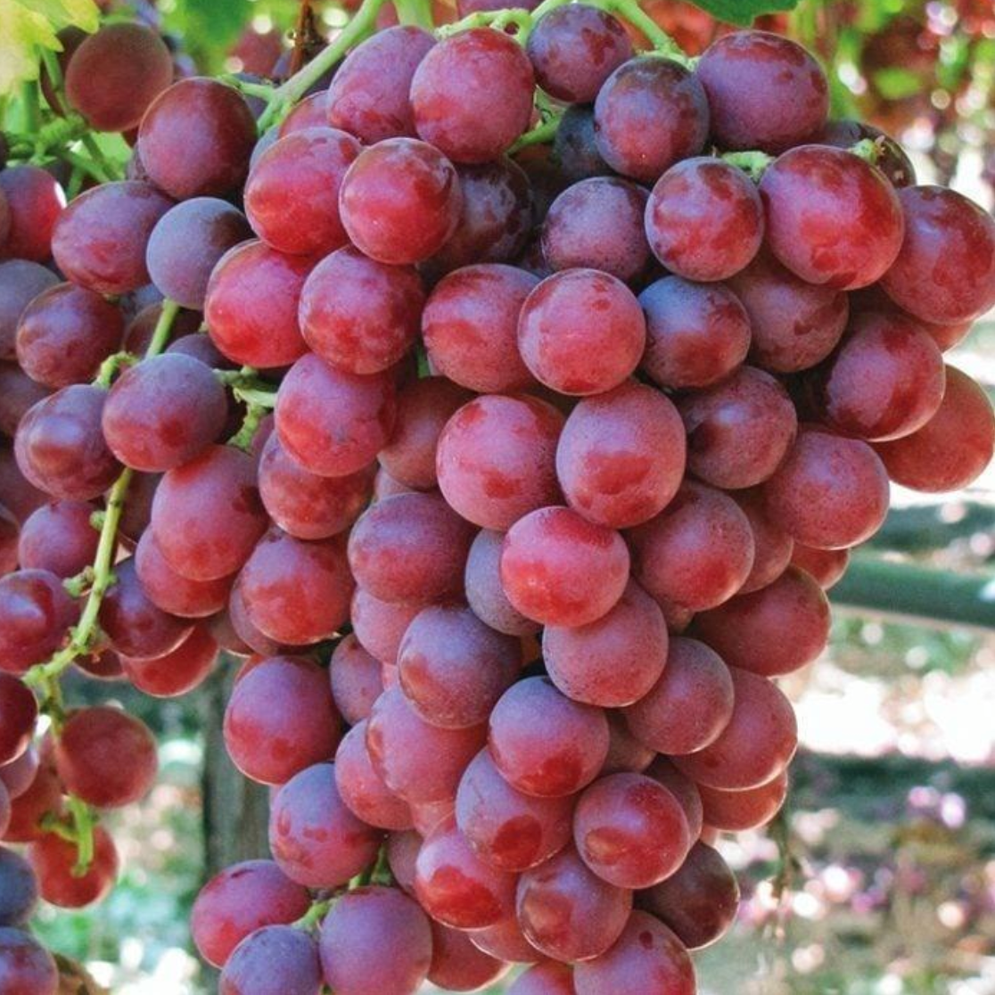 Red Flame Seedless Grapes