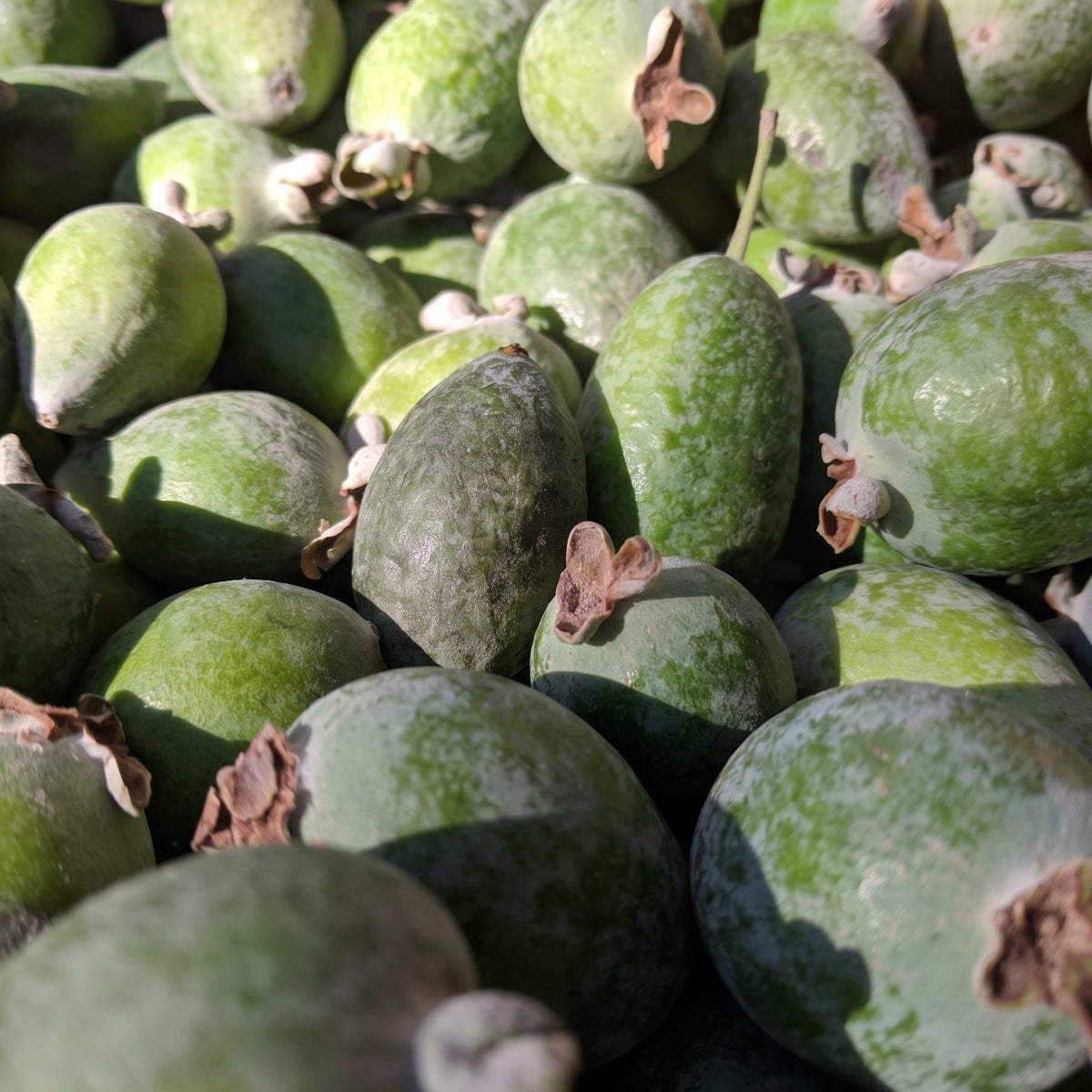 Pineapple Guavas (pint)