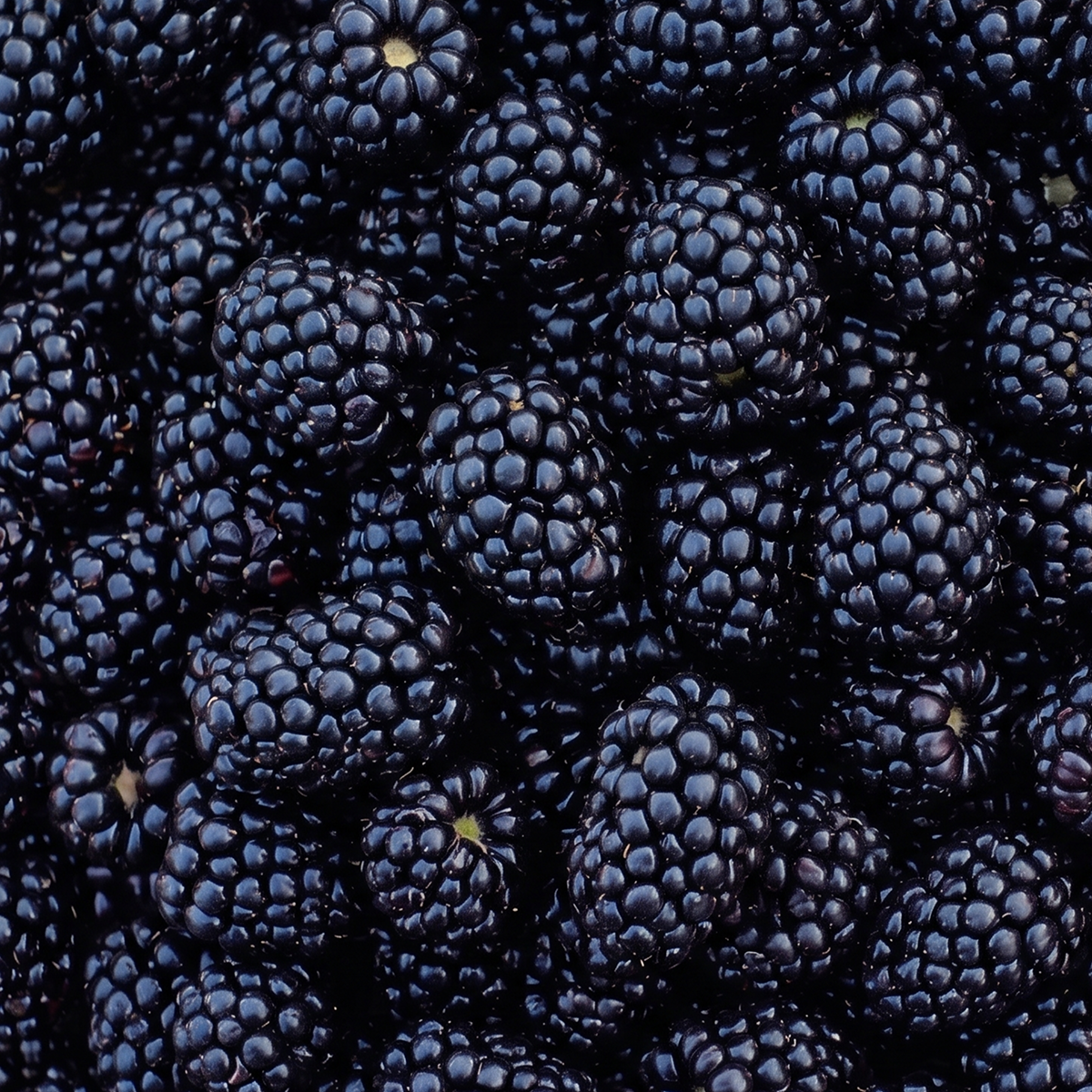 Prime Ark Blackberries (clamshell)