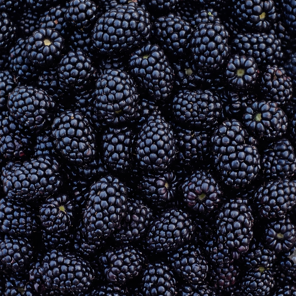 Prime Ark Blackberries (half flat, 6-pint)