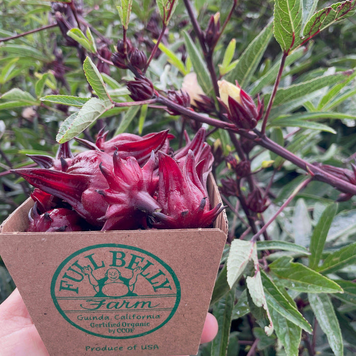 Roselle Hibiscus (pint)