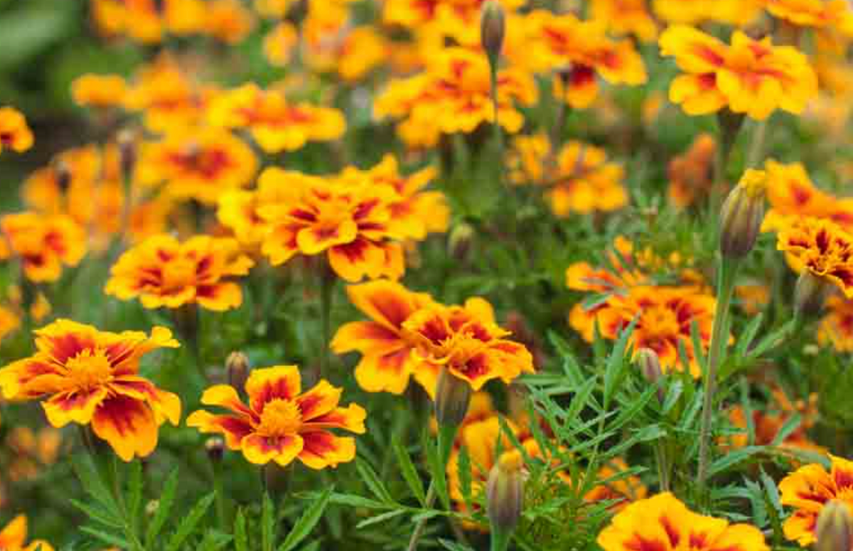 Edible Marigolds (clamshell)