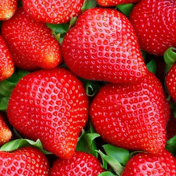 Albion Strawberries (half flat, 6-pint)