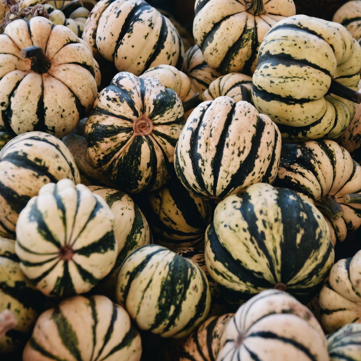 Sweet Dumpling Squash (2-Pack)