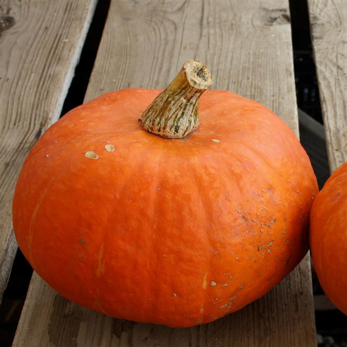 Sunshine Kabocha Squash (1-Pack)