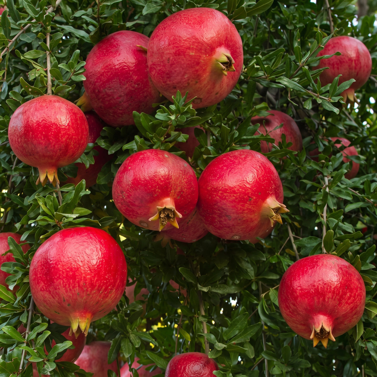 Wonderful Pomegranates (2-Pack)