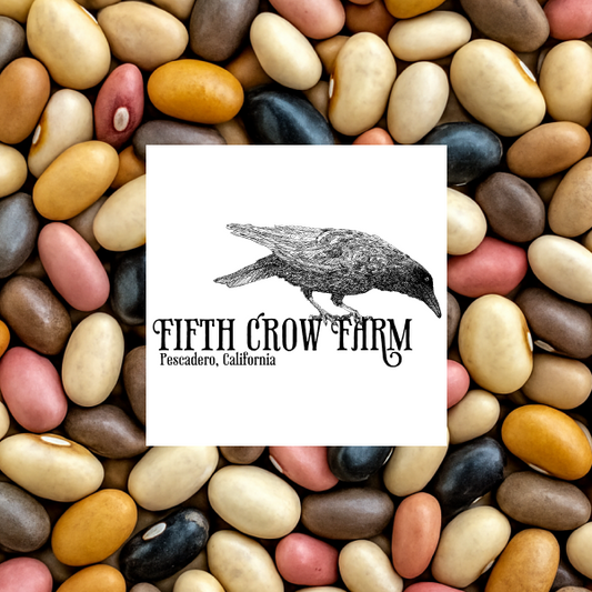 Dry Mr. Phipps Heirloom Beans