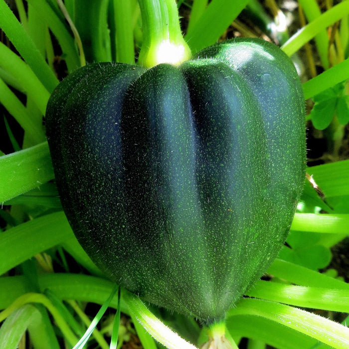 Acorn Squash (1-Pack)